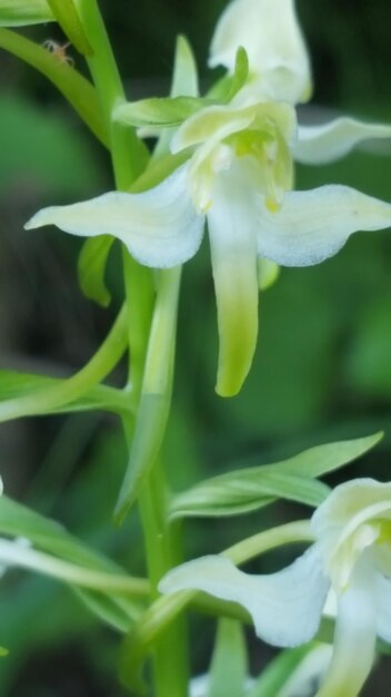 Close-up of flower blooming outdoors