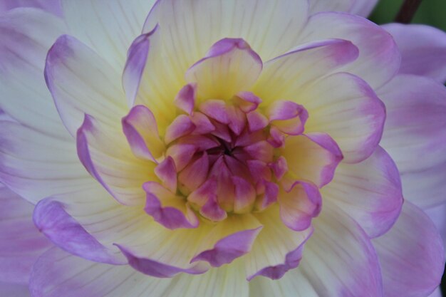 Close-up of flower blooming outdoors