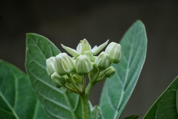 Close-up of flower blooming outdoors