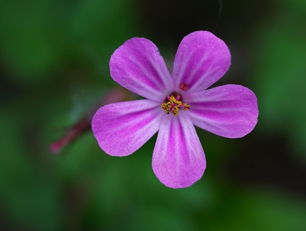 Close-up of flower blooming outdoors