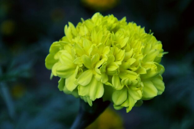 Close-up of flower blooming outdoors