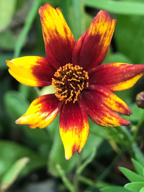 Close-up of flower blooming outdoors