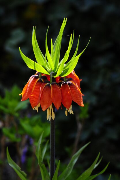 Close-up of flower blooming outdoors