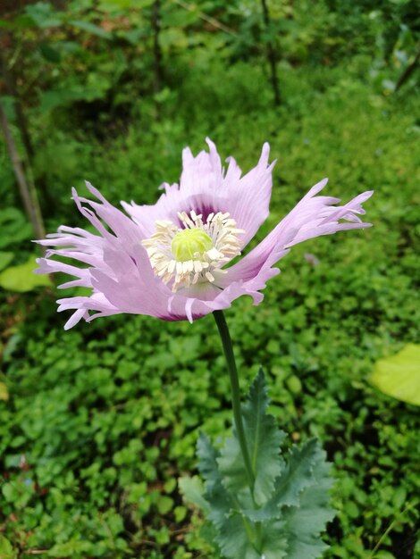 Close-up of flower blooming outdoors