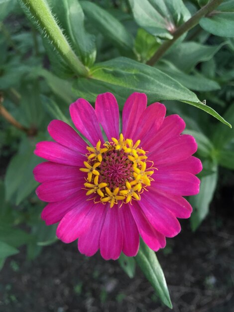 Close-up of flower blooming outdoors