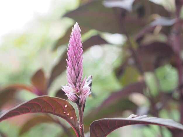 外でいている花のクローズアップ