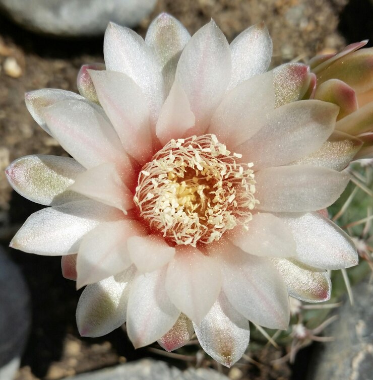 Photo 外でいている花のクローズアップ
