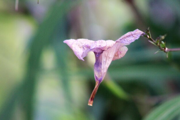 Close-up of flower blooming outdoors