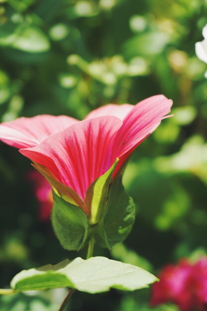 Close-up of flower blooming outdoors