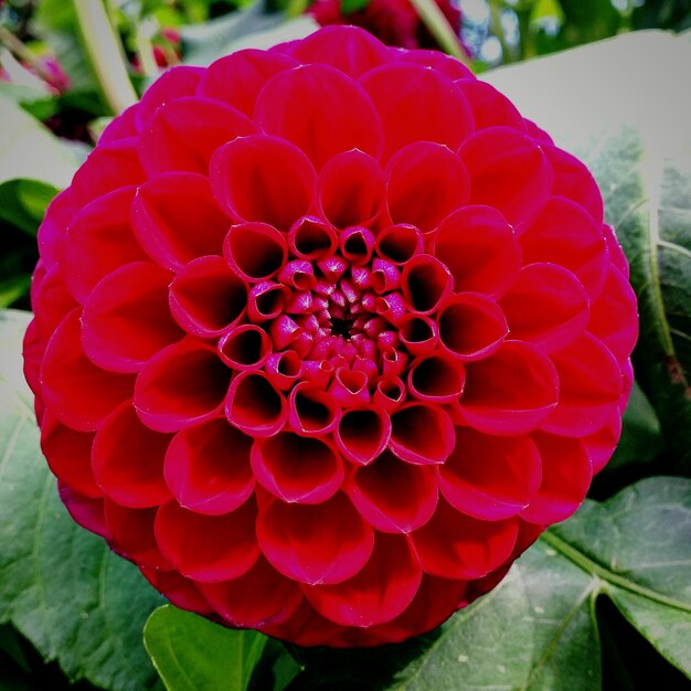 Close-up of flower blooming outdoors