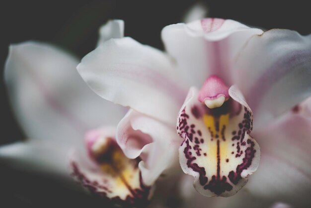 Close-up of flower blooming outdoors