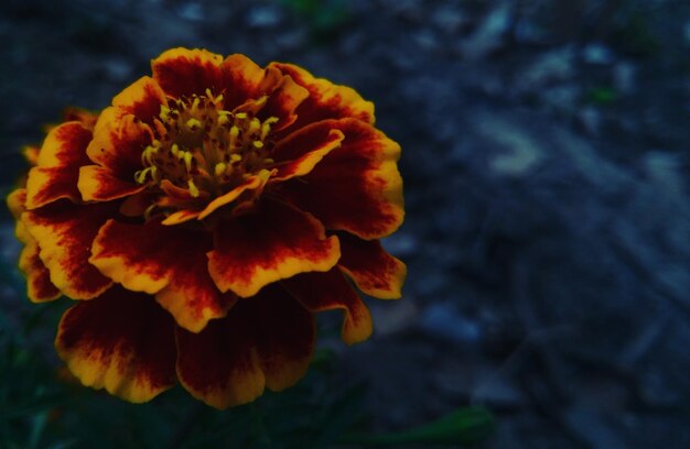 Close-up of flower blooming outdoors