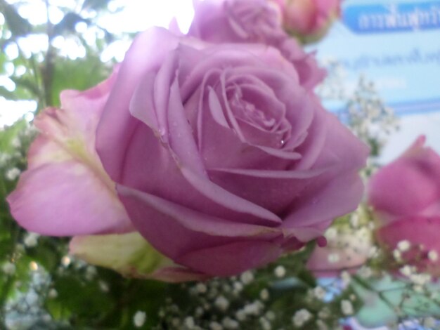 Close-up of flower blooming outdoors