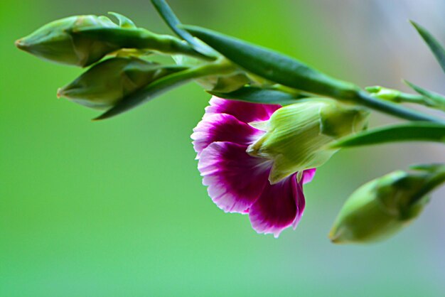 Close-up of flower blooming outdoors