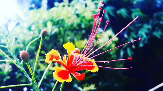 Photo close-up of flower blooming outdoors