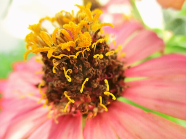 Close-up of flower blooming outdoors