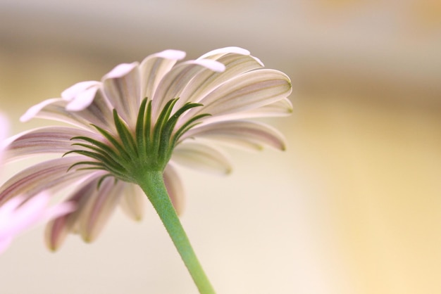 Close-up of flower blooming outdoors