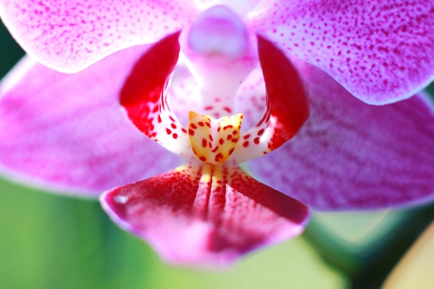 Close-up of flower blooming outdoors