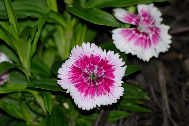 Photo close-up of flower blooming outdoors