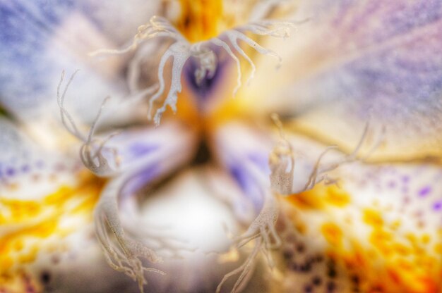 Foto close-up di un fiore in fiore all'aperto