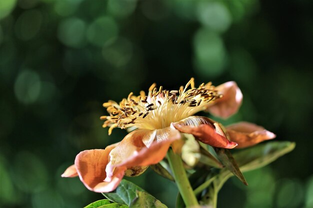 Close-up of flower blooming outdoors