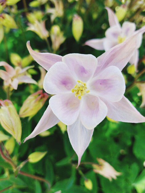 Close-up of flower blooming outdoors