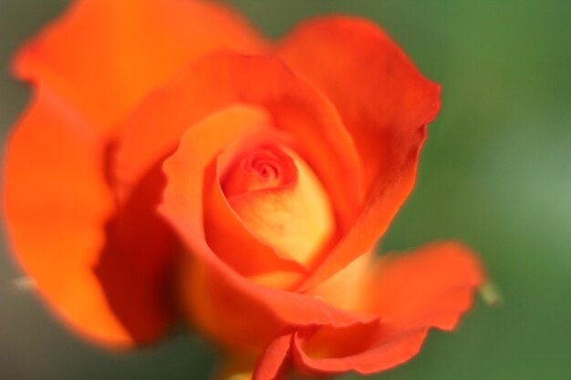 Close-up of flower blooming outdoors