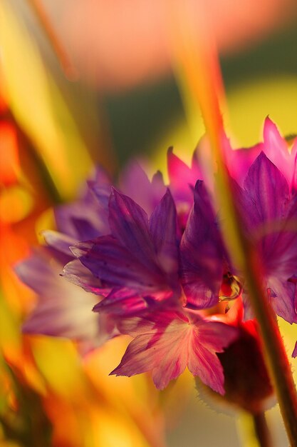 Close-up of flower blooming outdoors