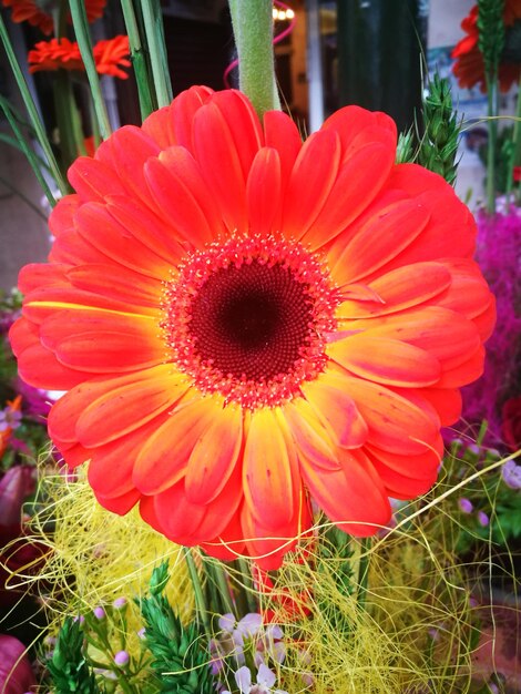 Close-up of flower blooming outdoors