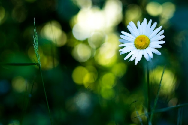 Photo close-up of flower blooming outdoors