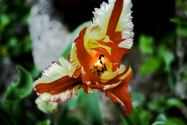 Close-up of flower blooming outdoors