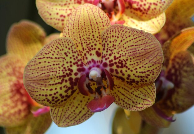 Photo close-up of flower blooming outdoors