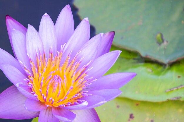 Close-up of flower blooming outdoors