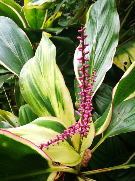 Close-up of flower blooming outdoors