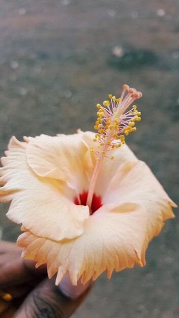 Close-up of flower blooming outdoors