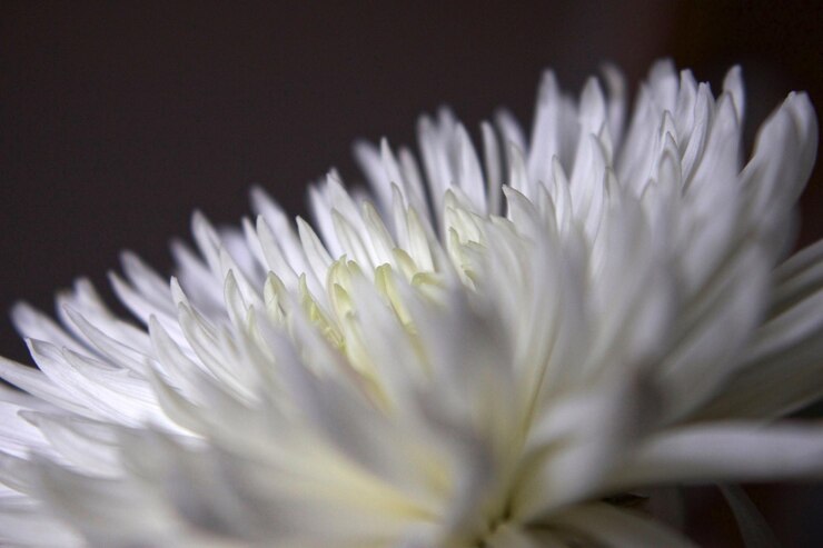 Photo 外でいている花のクローズアップ