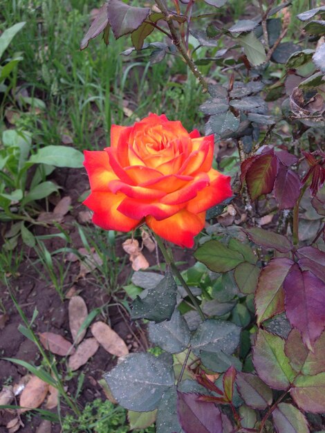 Close-up of flower blooming outdoors