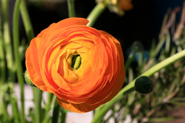 Photo close-up of flower blooming outdoors