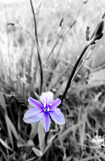 Close-up of flower blooming outdoors