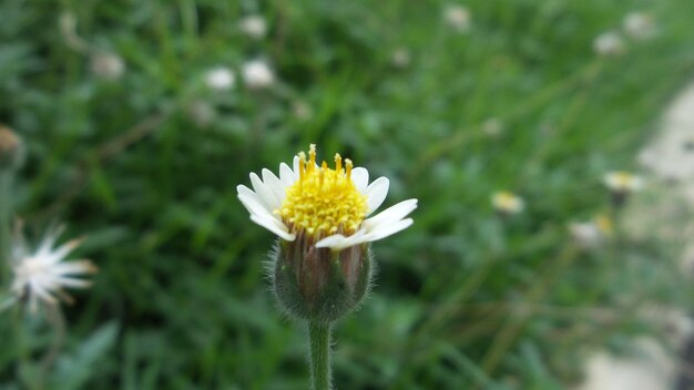 Close-up of flower blooming outdoors