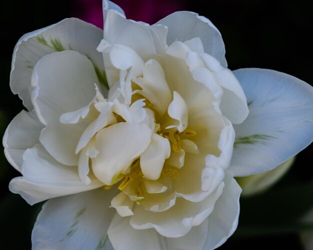 Close-up of flower blooming outdoors