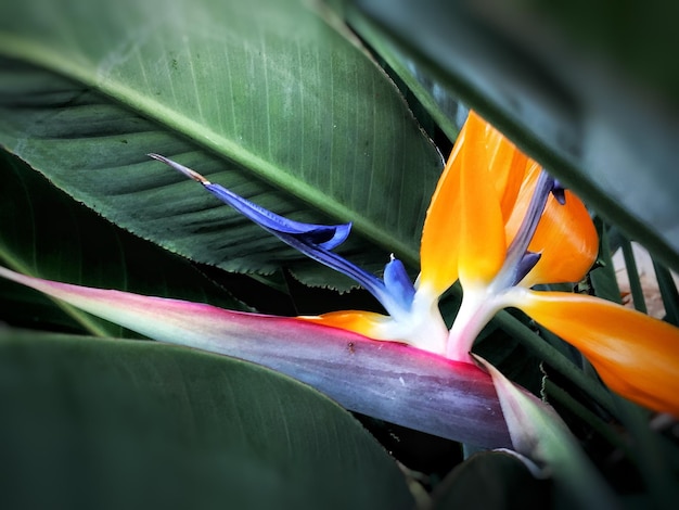 Close-up of flower blooming outdoors