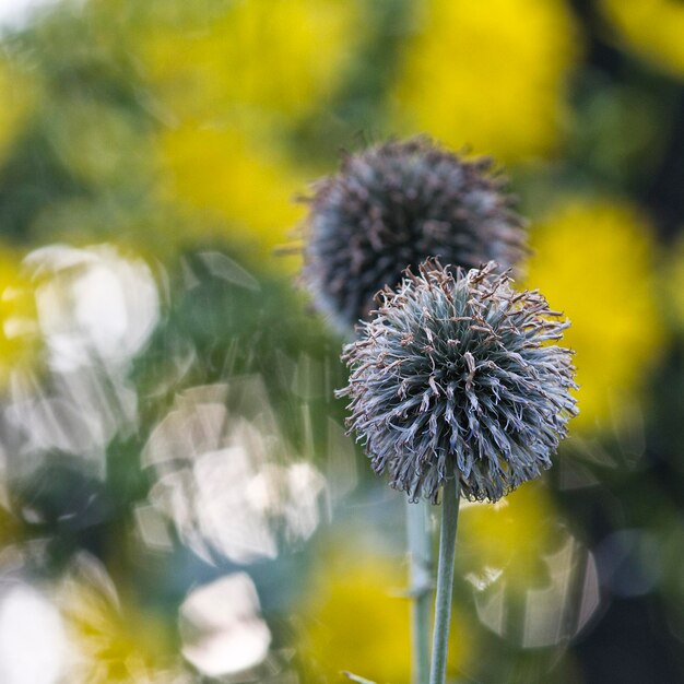 Close-up of flower blooming outdoors