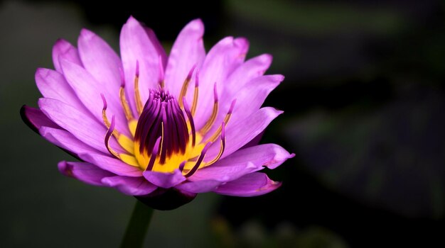 Photo close-up of flower blooming outdoors