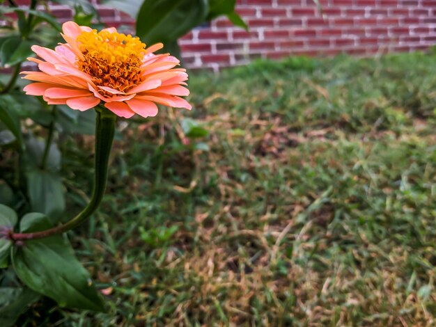 Photo close-up of flower blooming outdoors