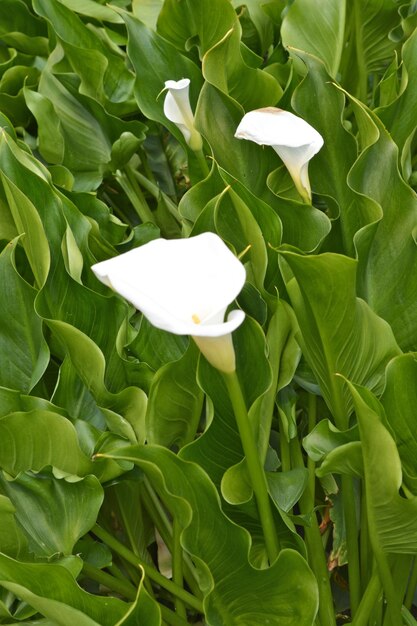 Close-up of flower blooming outdoors