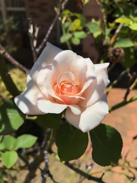 Close-up of flower blooming outdoors