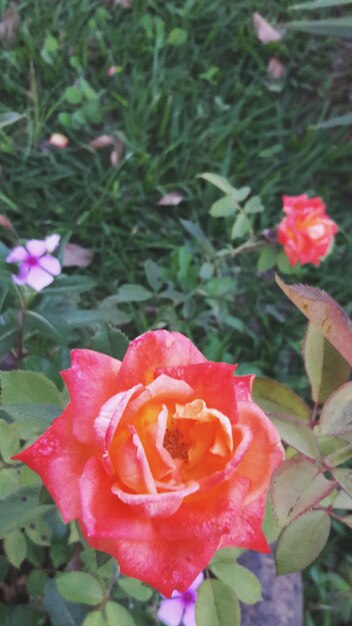 Close-up of flower blooming outdoors