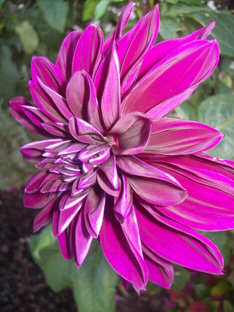 Close-up of flower blooming outdoors