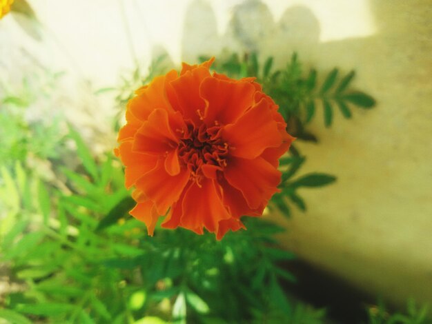 Close-up of flower blooming outdoors